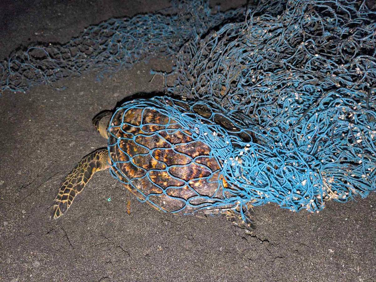 THE hawksbill turtle entangled in net was later freed unharmed.